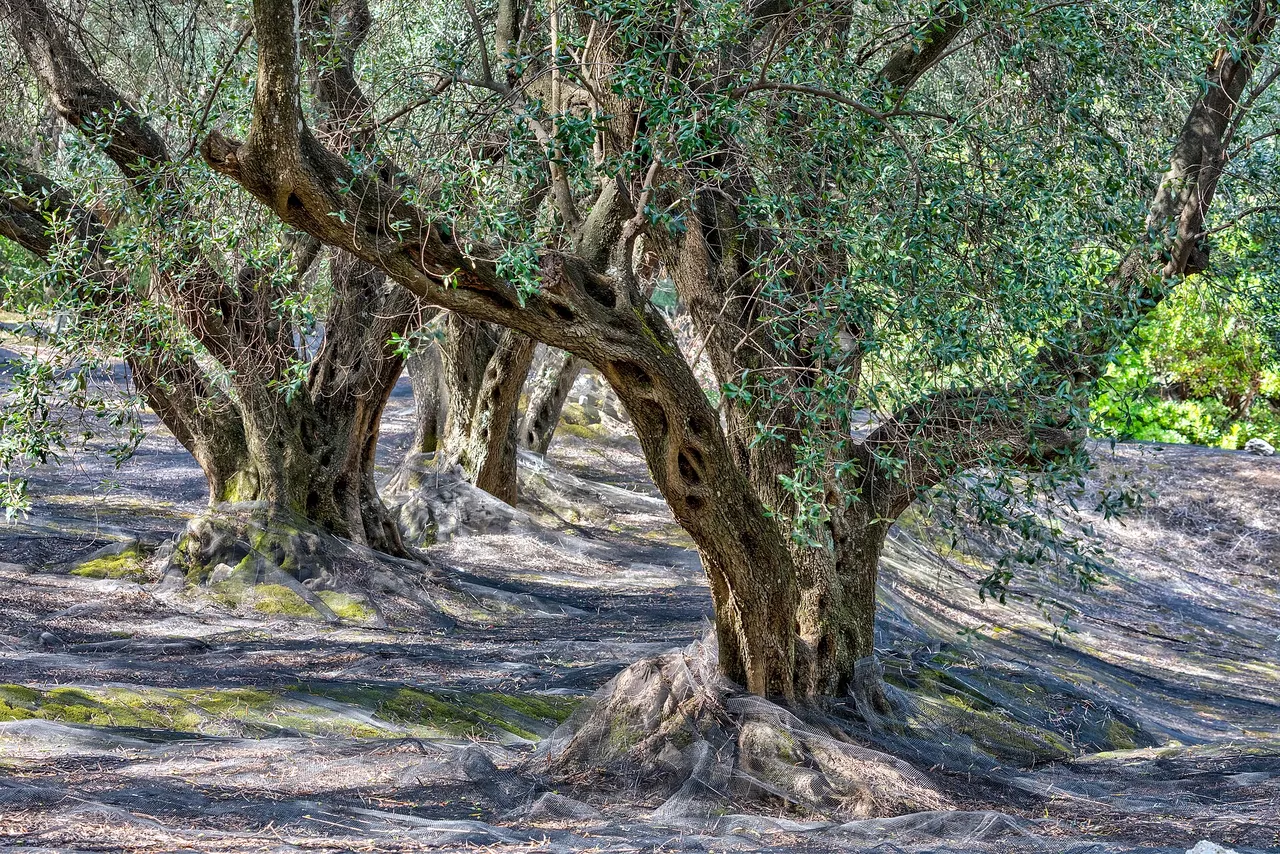 بستان زيتون — امتداد سيوة