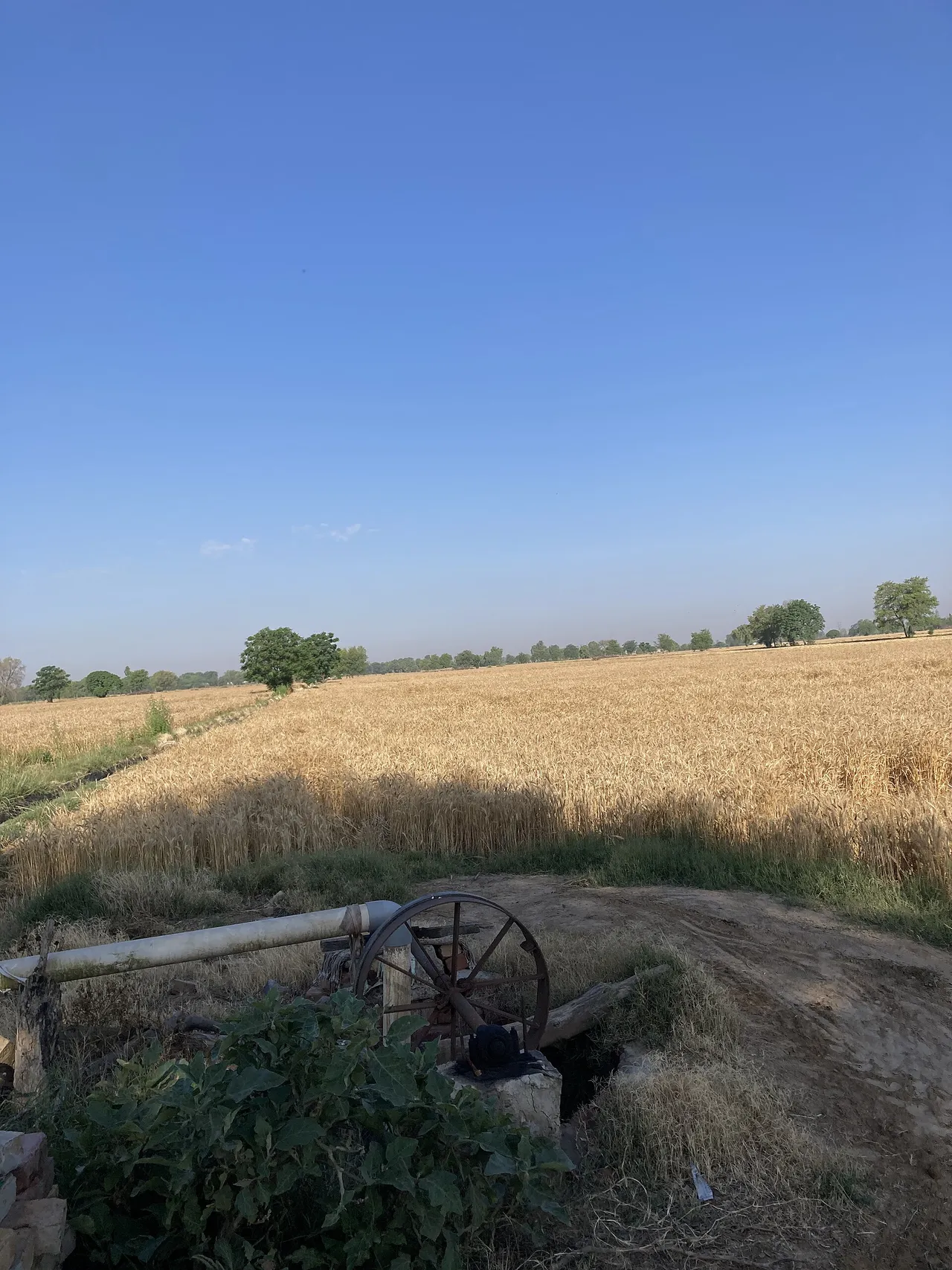 Wheat Rotation — Beheira