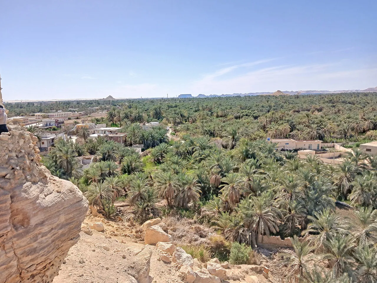 Date Palm — Siwa